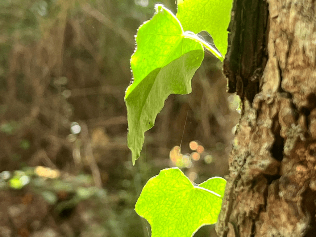 Primer plano de hojas verdes iluminadas por la luz del sol en un sendero de montaña