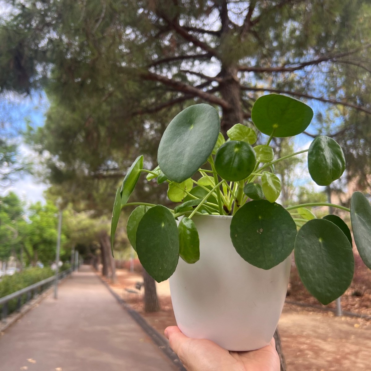 La planta que me recordó que vivo&nbsp;lejos