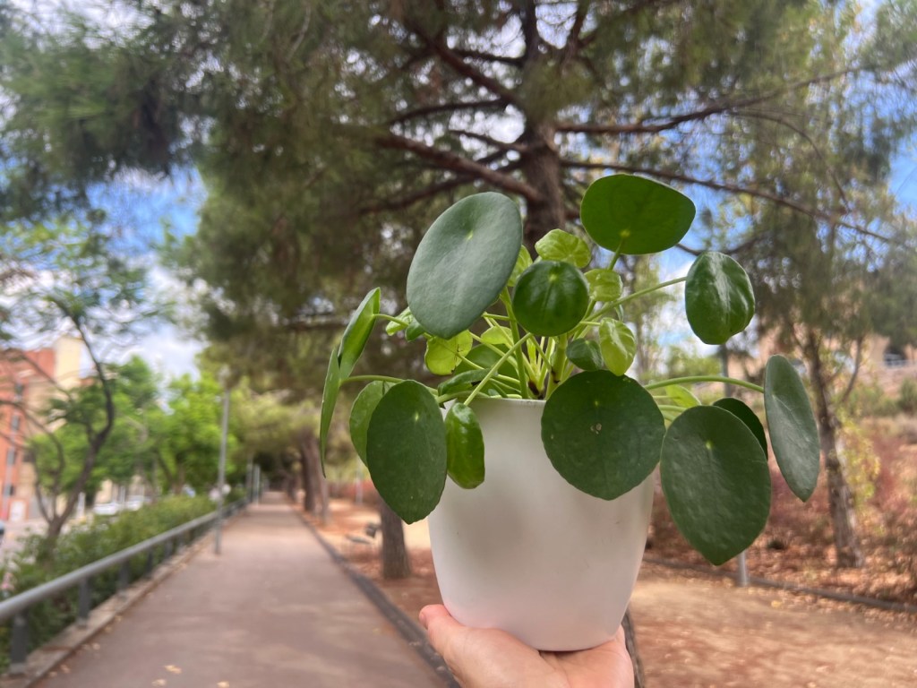 La planta que me recordó que vivo&nbsp;lejos