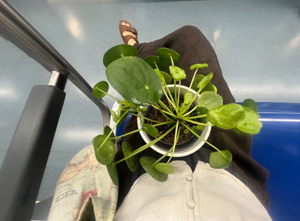 Planta de la fortuna sobre mis piernas mientras viajo en el metro de Barcelona